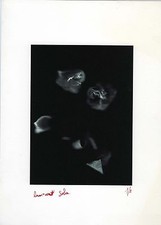 PHOTO photographie, NATURE MORTE Fleurs Flowers impression numérique 1/1