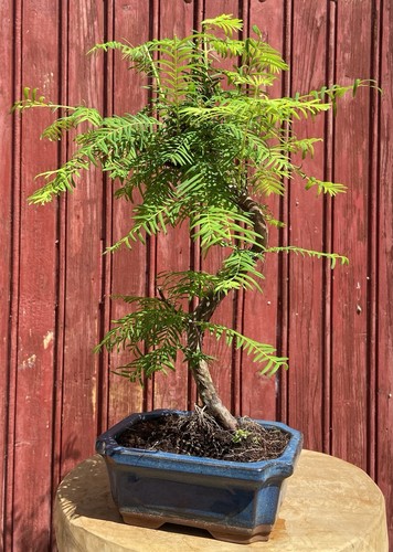 Bonsaï metasequoia chine - de,