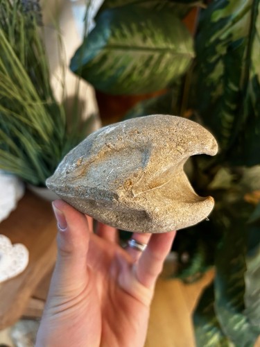 Magnifique coquillage fossile - coquillage,