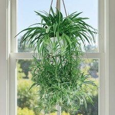 2 Rooted Spider Plant Cuttings