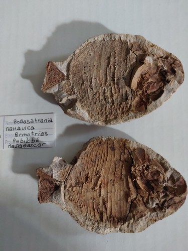 123g poisson bobasatrania - poisson,