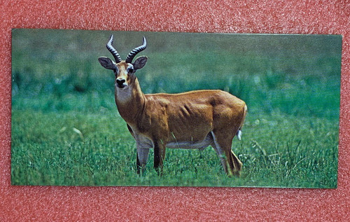 Carte merveilles monde - carte,