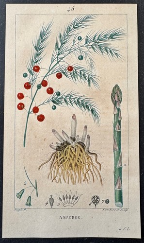 Flore médicale asperge - médicale,