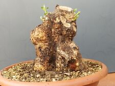 Bonsaï olivier 20 x 18 cm en