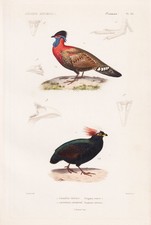 Tragopan Satyra Satyrtragopan Poule Oiseau Gravure Acier 1817