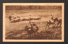 STEPPES de MONGOLIE / BERGER &