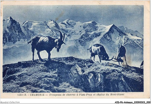 Aidp6 animaux 0577 chamonix - aidp6-animaux-0577,