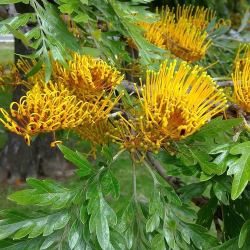 Grevillea robusta - ,