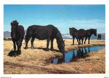 Animaux - Chevaux - Cheval de