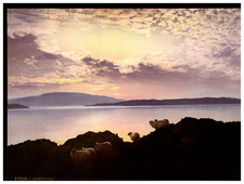 Eventide. Sheep Vintage photochrom by P.Z, Photochrom Zurich photochromie, vin