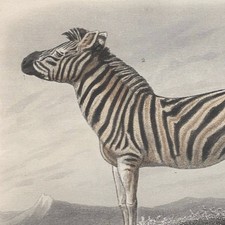 Edouard Traviès Zèbre et Hémione Onagre Âne - Gravure Histoire Naturelle XIXe