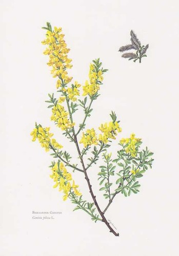 Behaarter genêt genista - -,