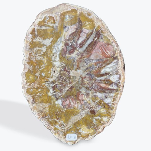 Tranche bois fossilisé - , modele