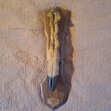 Taxidermie, trophée de