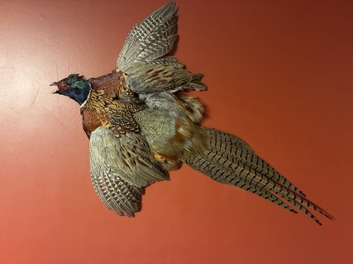 Rooster ringneck pheasant - pheasant, full