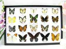 20 vrais papillons préparés comme murale - vitrine - taxidermie - A-20-madam-13