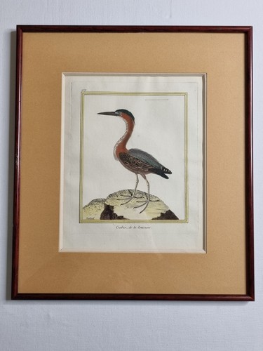 Gravure ornithologique xixeme - gravure,
