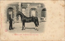 CPA Haras du Pin Rueil, Etalon de pur sang anglais FRANCE (1054390)