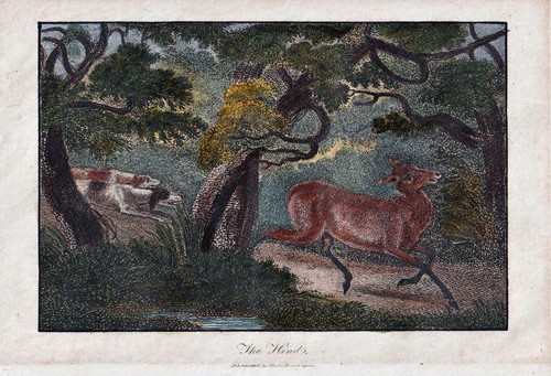 Chiens chasse cerf - chasse,
