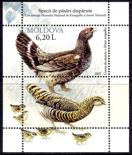 Moldavie 2007 oiseaux grand - moldavie,