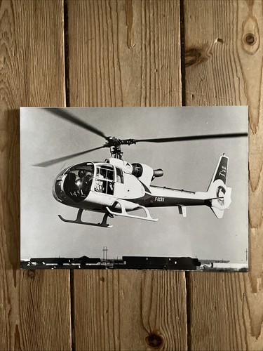 Gazelle photo 18 - gazelle, cm
