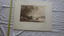 1880.eau forte Chevreuil en bord de riviere (vélin).AUFRAY ROC'BIHAN