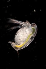 Moina macrocopa japonais, petite puce d'eau sphérique Triops
