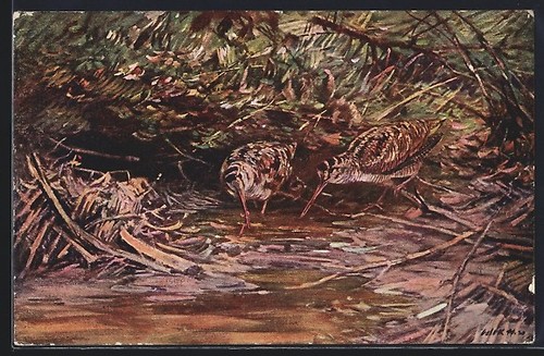 Bécasse des bois près des