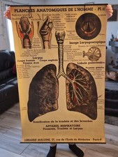 Planche anatomique n°11 1930 Signée Arnould Moreaux. Librairie Maloine PARIS N°7