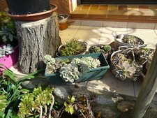 lot 5rosaces  échevérias