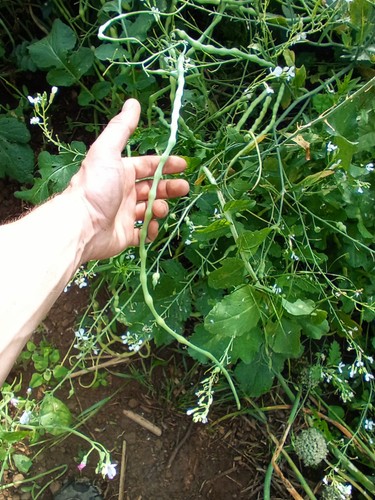 Giant rat tail radish - giant,