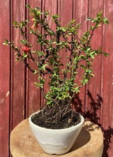 BONSAÏ COGNASSIER DU JAPON