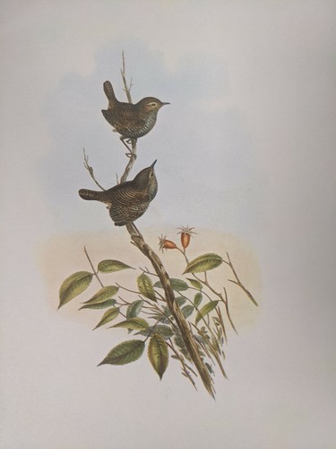 1969 imprimé oiseau - d'oiseau,