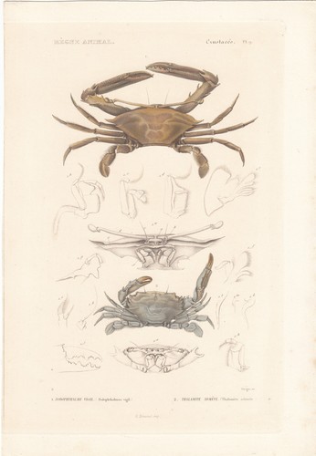 Original rare hand colored - original,