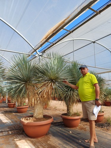 Exceptionnel tres beau yucca - exceptionnel,