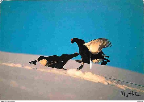Carte postale animaux - -,