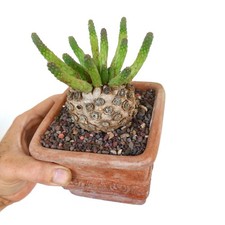 Euphorbia inermis OLD specimen