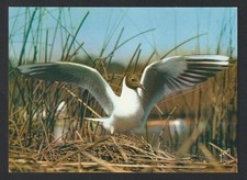 CPSM, MOUETTE RIEUSE AU NID, Editions d'Art Yvon, Vierge, Gaston Lagaffe, 70's