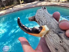 Florida Driftwood Stone Crab