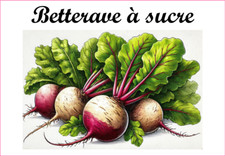 Betterave à sucre 12