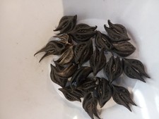 lA Griffe de Lion ,Bicorne ou