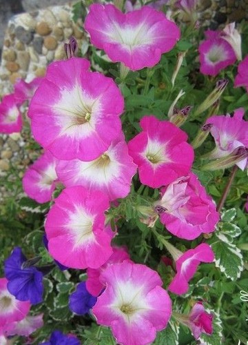 Surfinia pétunia blanc - ♫,