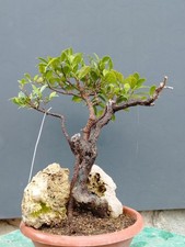 Bonsaï ficus 35 x 20 cm