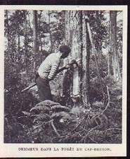 1938  --  GEMMEUR DANS LA FORET DE CAPBRETON  S069