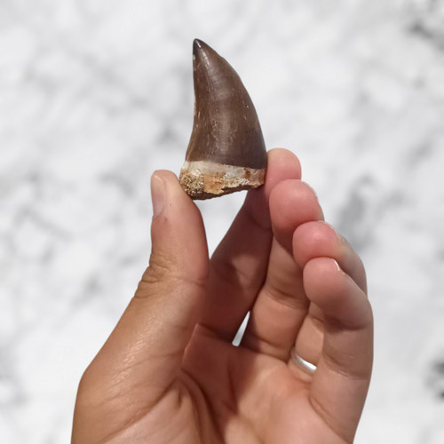 Dent mosasaurus - dent,