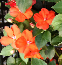 IMPATIENS  GOUTTE DE SANG