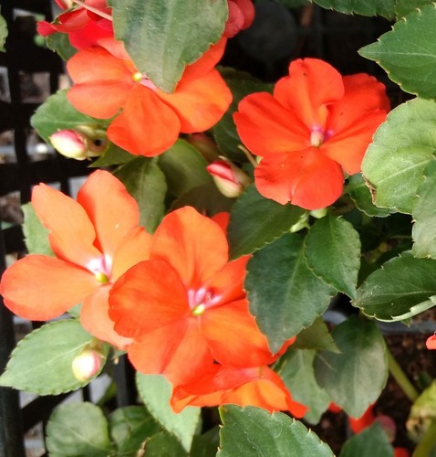 Impatiens goutte sang - impatiens,