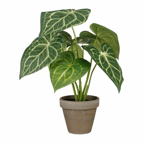 Plante décorative mica - décorative,