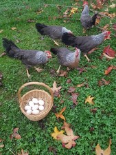 Poule et oeuf fecondé leghorn