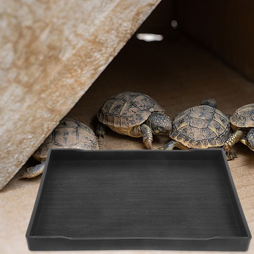Gamelle tortue pour bol eau - pour,
